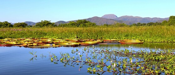Pantanal MS -  Brasil