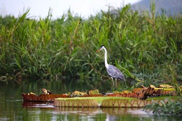 Pantanal MS -  Brasil
