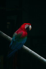 Arara Vermelha Grande (Ara chloropterus)