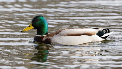 Portrait of male wild duck (Anas platyrhynchos) swimming in a pond