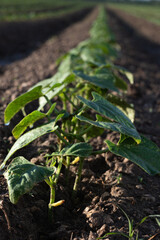 plant