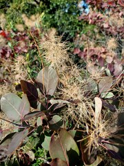 leaves in the garden