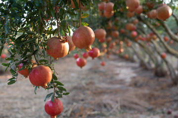 Orchard with big red pomegranates  in Israel. They are very beneficial for a healthy lifestyle....