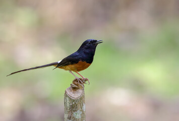 The white-rumped shama is a small passerine bird of the family Muscicapidae