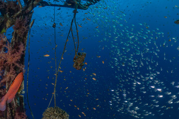 Fish swim in the Red Sea, colorful fish, Eilat Israel