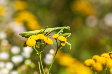 Mantis - Mantis religiosa green animal sitting on a blade of grass in a meadow.