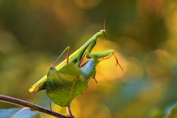 Mantis - Mantis religiosa green animal sitting on a blade of grass in a meadow.