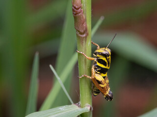 grasshopper on a leaf