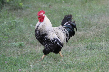 rooster on the farm