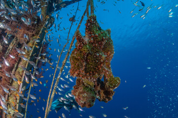 Fish swim in the Red Sea, colorful fish, Eilat Israel