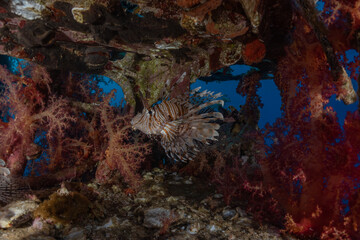 Obraz premium Lion fish in the Red Sea colorful fish, Eilat Israel
