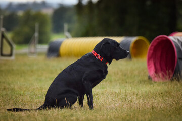 Dog is running in agility.  Amazing evening, Hurdle having private agility training for a sports competition