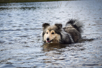 Sheltie is swimming in the water. It was autumn photo workshop.