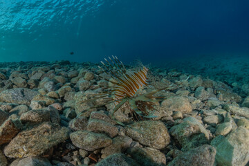 Lion fish in the Red Sea colorful fish, Eilat Israel