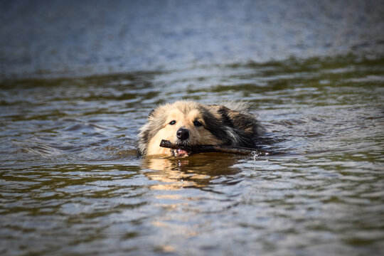 Sheltie is swimming in the water. It was autumn photo workshop.
