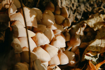 mushrooms on the tree