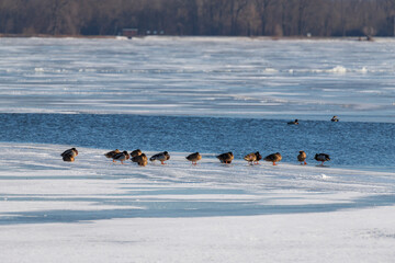 A flock of ducks sitting on a frozen pond on the ice.