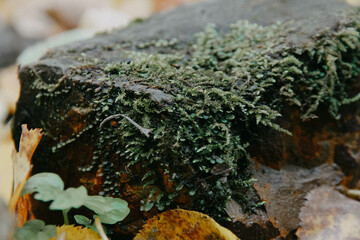 moss on stone