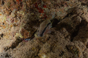 Fish swim in the Red Sea, colorful fish, Eilat Israel