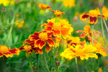 Blooming flowers of yellow and orange Tagetes Marigold in the garden. Ingredients of natural and herbal medicine.