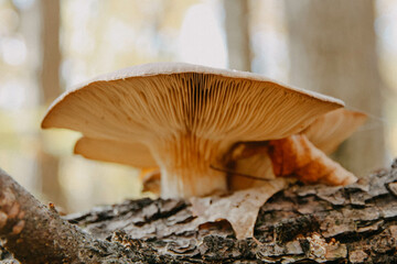 mushrooms in the forest