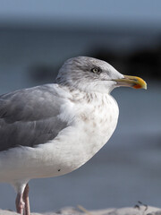 Möwe