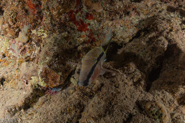 Fish swim in the Red Sea, colorful fish, Eilat Israel