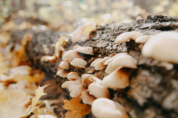 mushrooms on the sand