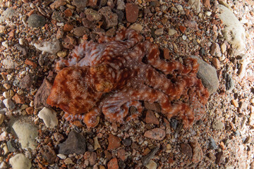 Octopus king of camouflage in the Red Sea, Eilat Israel 
