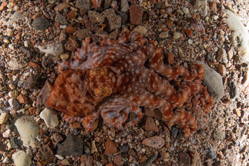 Octopus king of camouflage in the Red Sea, Eilat Israel 
