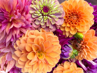 Obraz premium chrysanthemum flowers