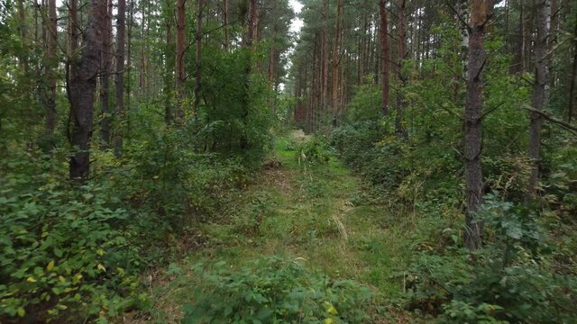 Waldweg Forstweg drohnenvideo