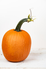 Bright orange organic pumpkin sitting on an old wooden white table top isolated on white with copy space