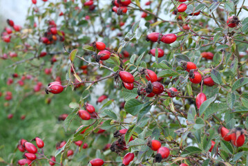rosehip berries ripening in autumn,ripe berries on rosehip plant to make jam,