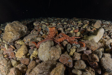 Octopus king of camouflage in the Red Sea, Eilat Israel 
