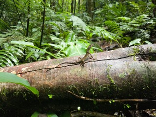 The Atlantic Forest Monster