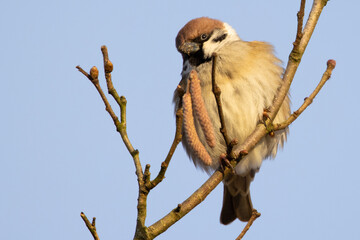 Eurasian tree sparrow (passer montanus) perched on tree branch