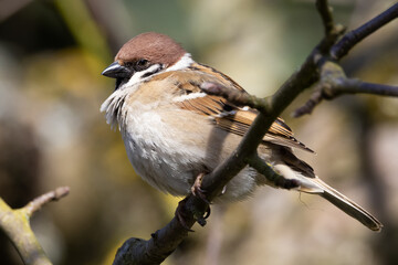 Eurasian tree sparrow (passer montanus) perched on tree branch