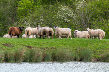 Fototapeta premium Flock of sheep