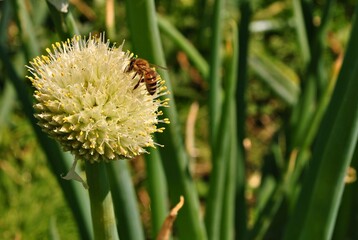 Pszczoła na zakwitniętej cebuli