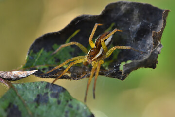 Closeup picture of the semi-aquatic European raft spider Dolomedes fimbriatus (Araneae: Pisauridae), photographed in southern Germany near stream