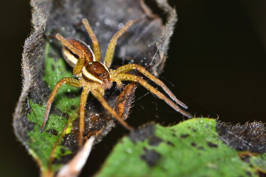 Closeup picture of the semi-aquatic European raft spider Dolomedes fimbriatus (Araneae: Pisauridae), photographed in southern Germany near stream