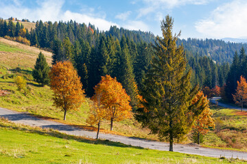 autumnal landscape in mountains. coniferous forest on the hill and trees in colorful foliage by the road. beautiful nature outdoor scenery on a sunny day