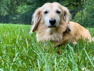 Dachshund puppy in the grass