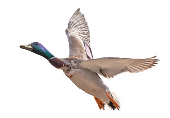 dark blue head mallard duck drake in flight on white