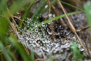 Dewdrops