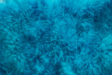 Fototapeta na wymiar Blue background with light blue feathers