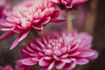 Beautiful chrysanthemum close up. Flower background, garden flowers. Horizontal flowers art background.