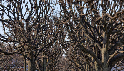 background from branches without leaves