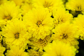 Beautiful chrysanthemum close up. Flower background, garden flowers. Horizontal flowers art background.